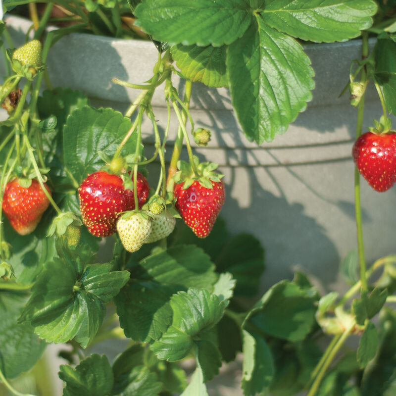 246g_01_seascape_strawberry