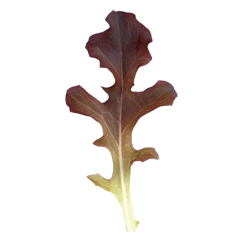 2792g_01_garrisonsalad