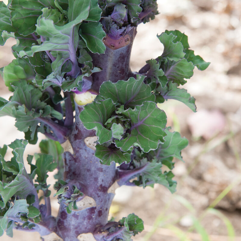 3139_01_kalettes