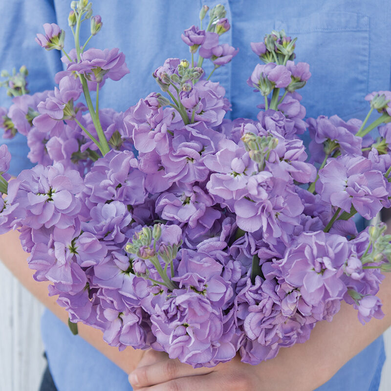 3692_01_katzlavenderblue