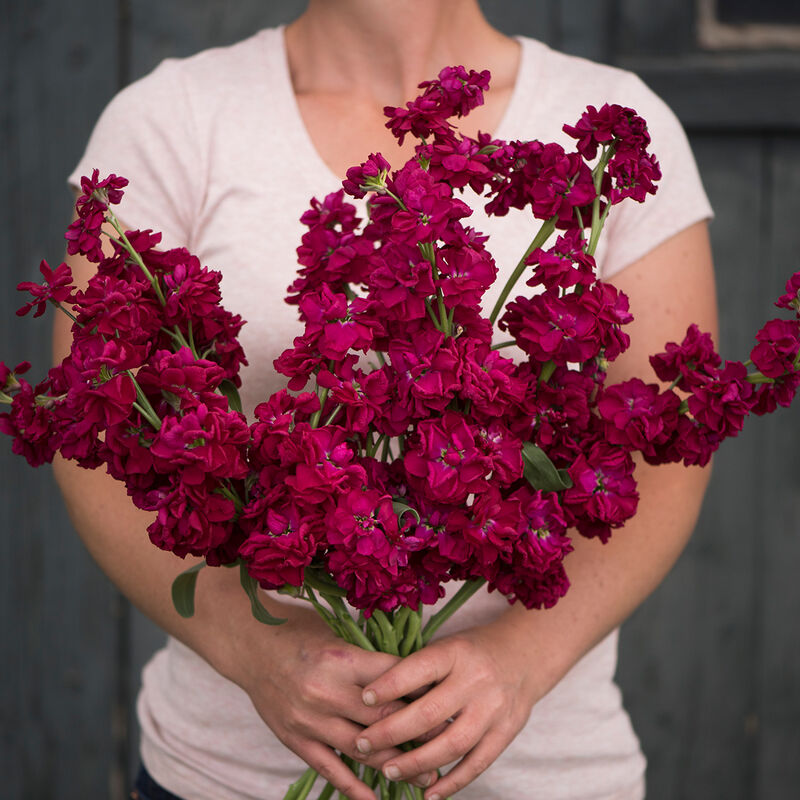 3696_01_katzruby