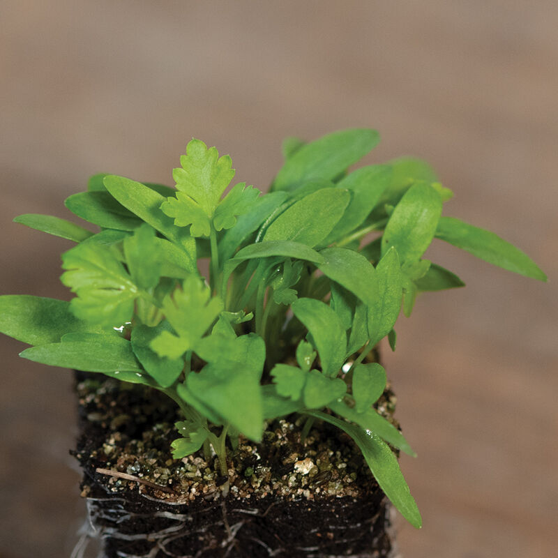 3770m_02_parsley