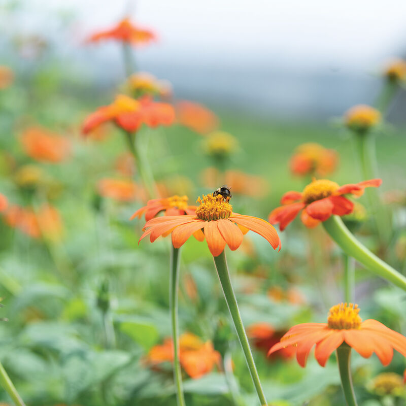 3784_01_mexicansunflower