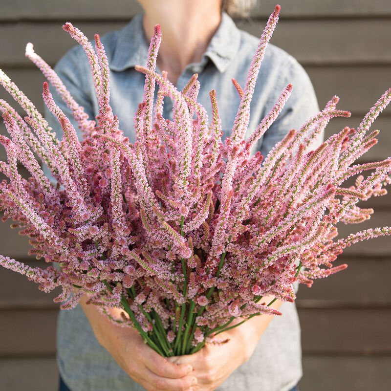 4663_01_pinkpokers