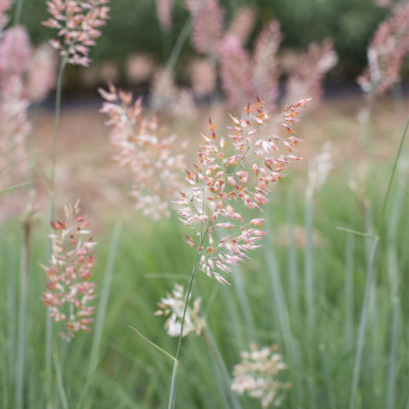4668_01_savannahgrass