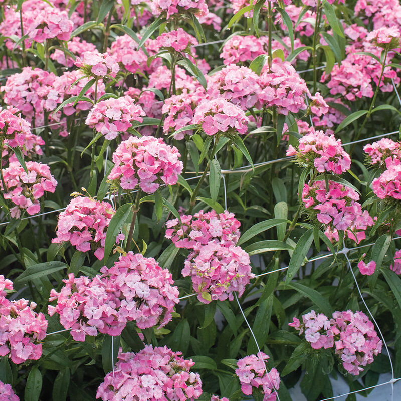 4775p_01_sweetpink