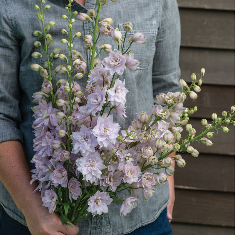 4797_01_lilac_pink_bee