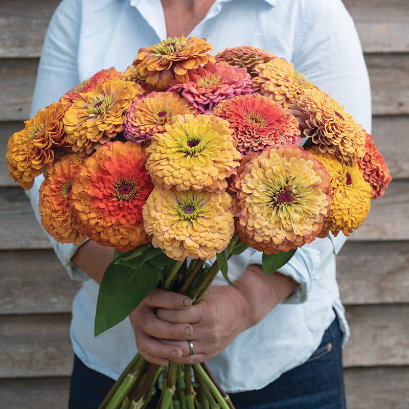4812g_01_aurora_zinnia