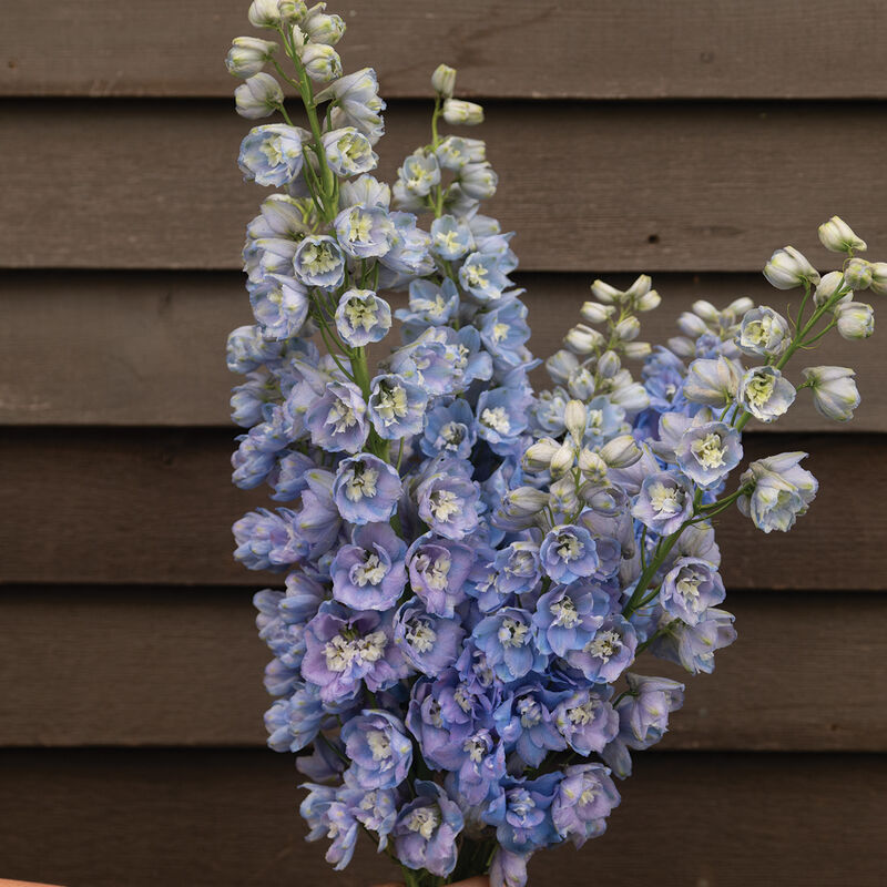 4838_01_guardian_lavender_delphinium