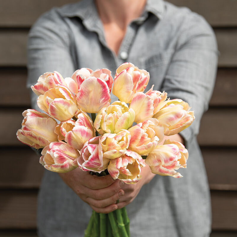 4849_01_blushingparrot_tulip