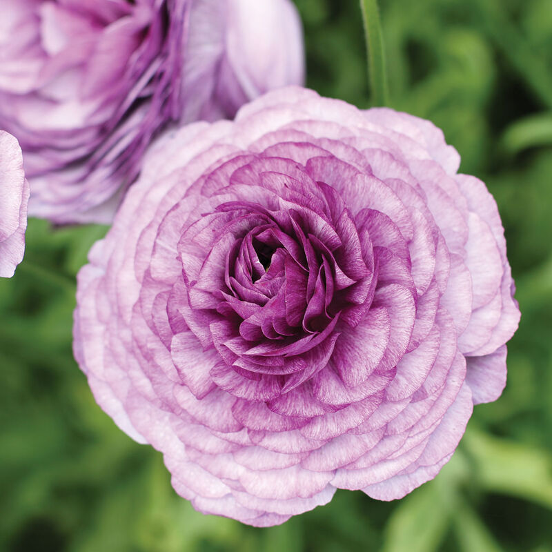 4875_01_cottun_ranunculus