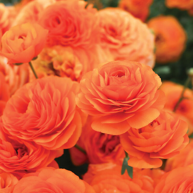 4876_01_dinge_ranunculus