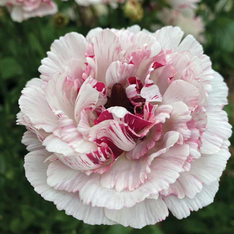 4878_01_cesar_ranunculus