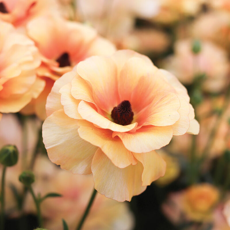 4879_01_vestalis_ranunculus
