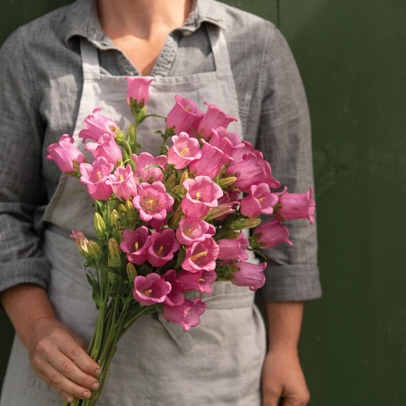 4948p_01_champion_rose_companula