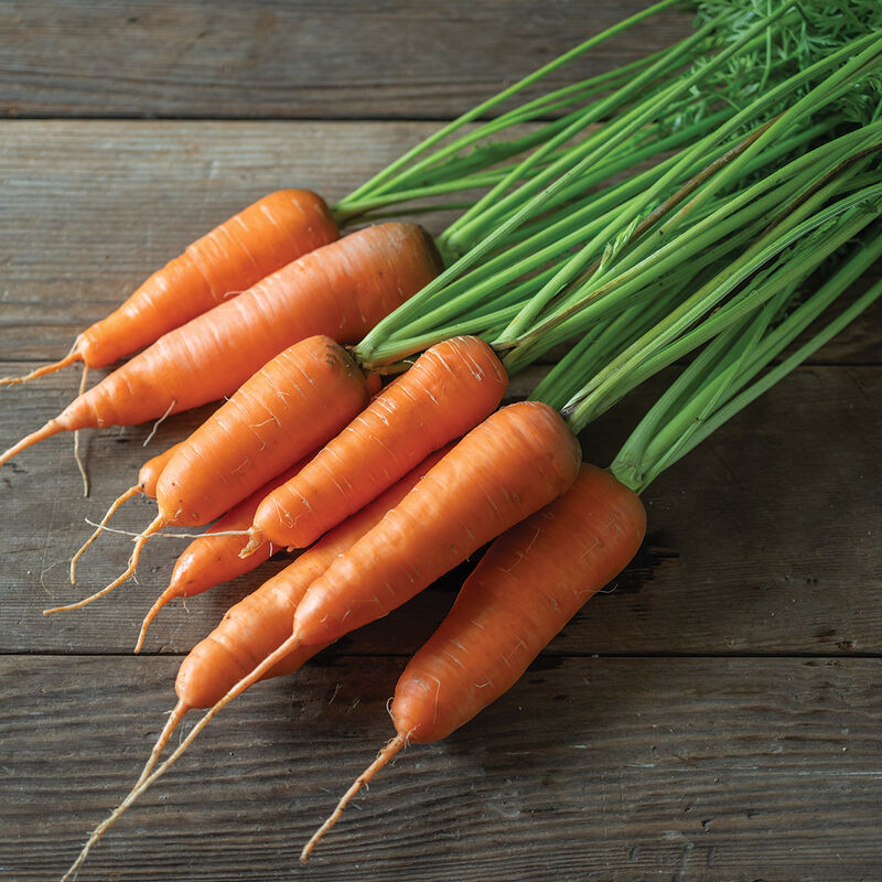 4972jp_01_shin_kuroda_carrot
