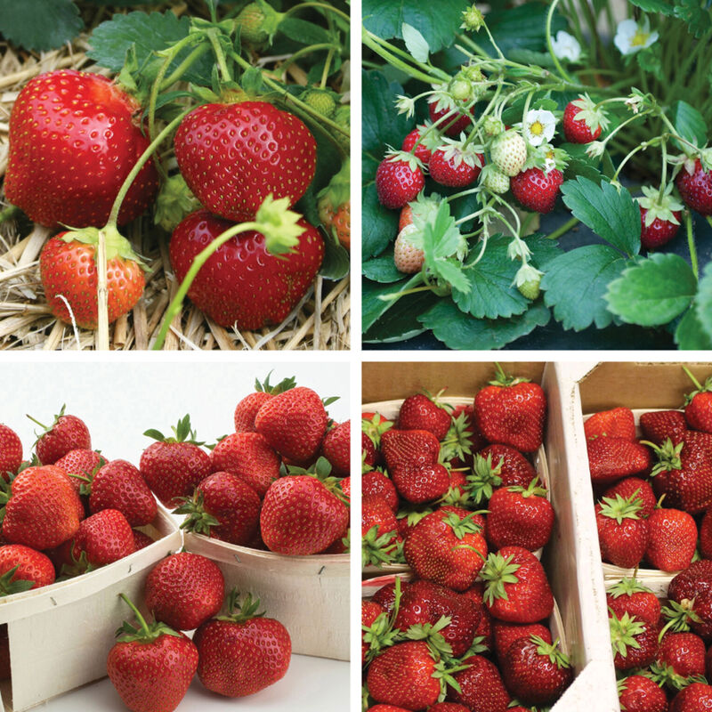 5042_01_all_season_strawberry_collection