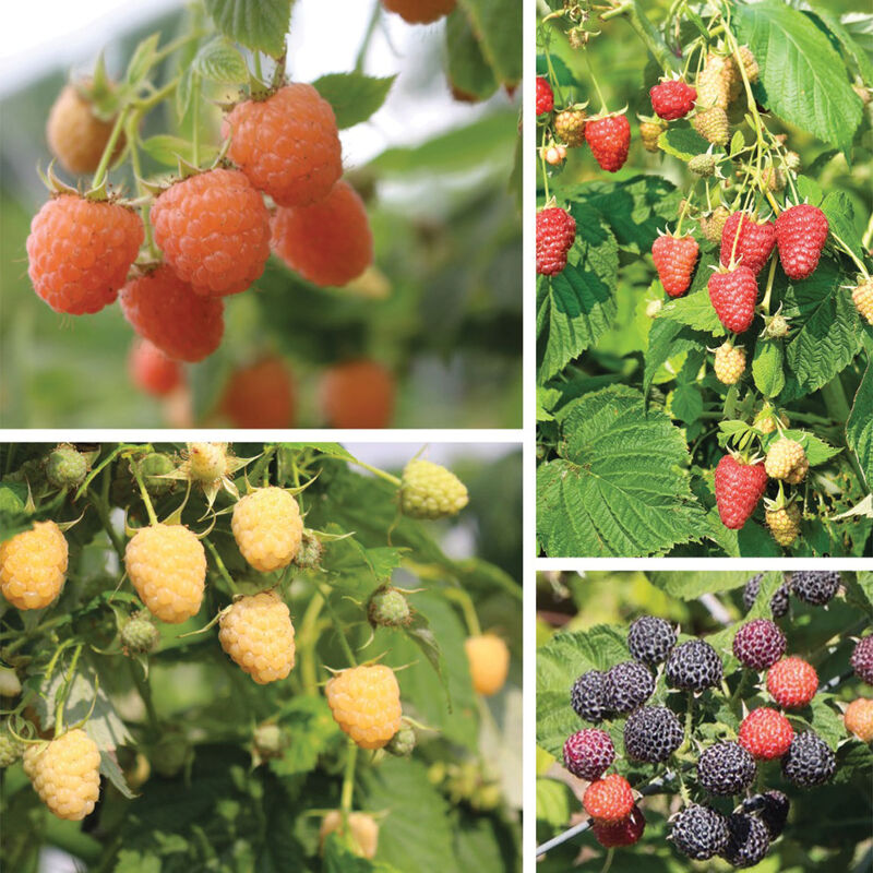 5043_01_raspberrycollection