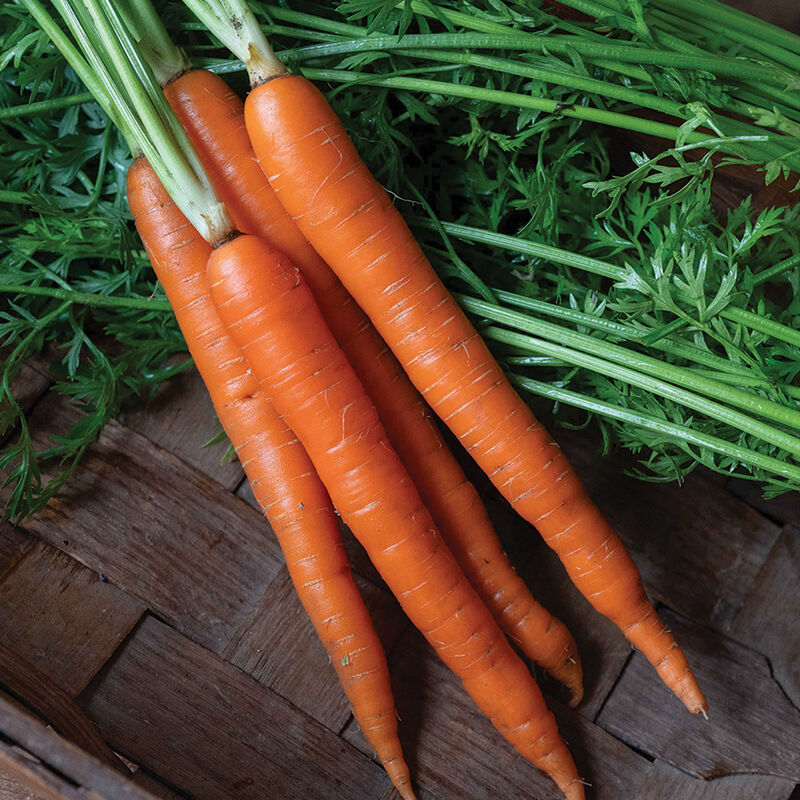 5175jp_01_orange_fancy-carrot
