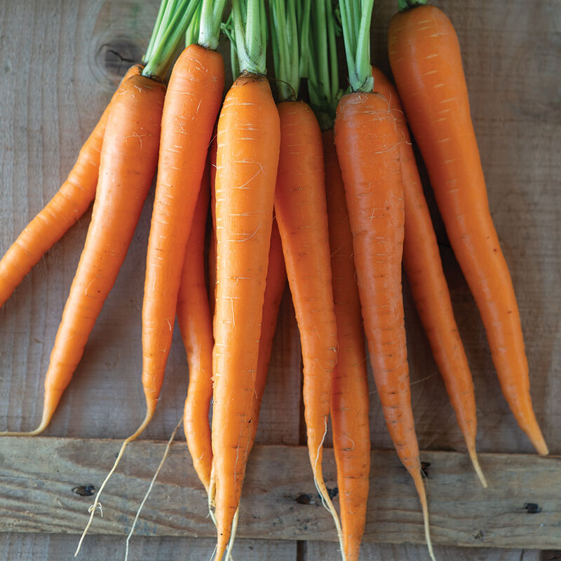 5176gp_01_bengala_carrot