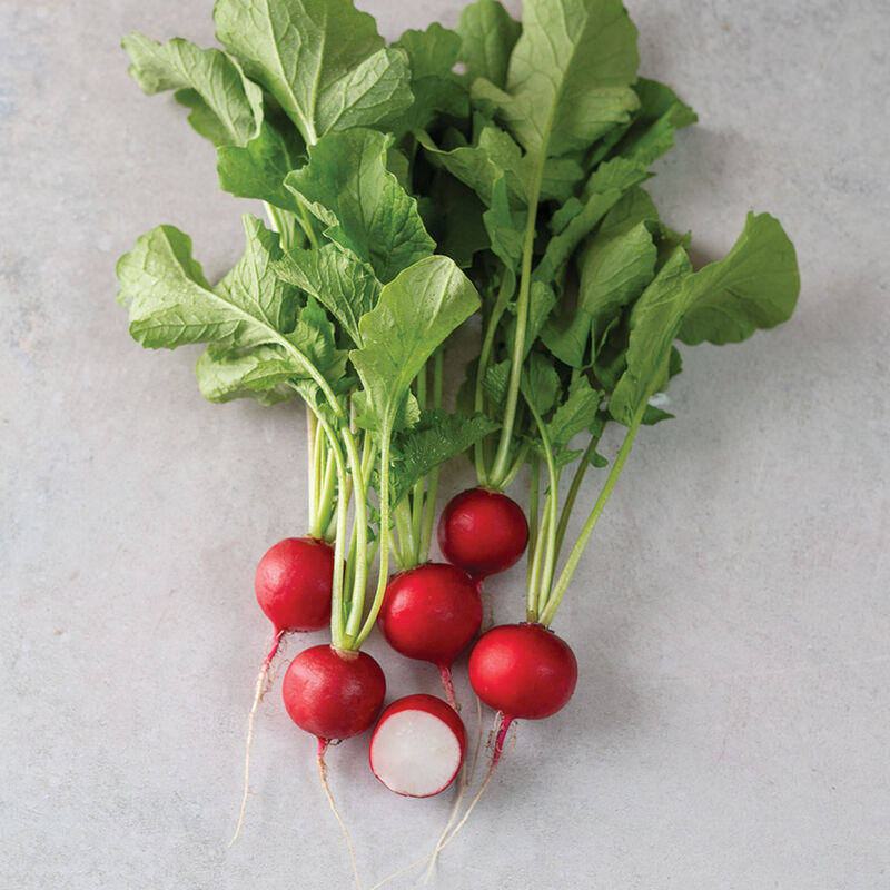 5181_01_pepito_radish