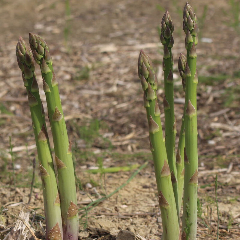 5217_01_marywashington_vendor_asparagus
