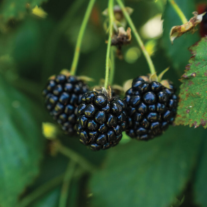 5238_01_ouachita_vendor_blackberry
