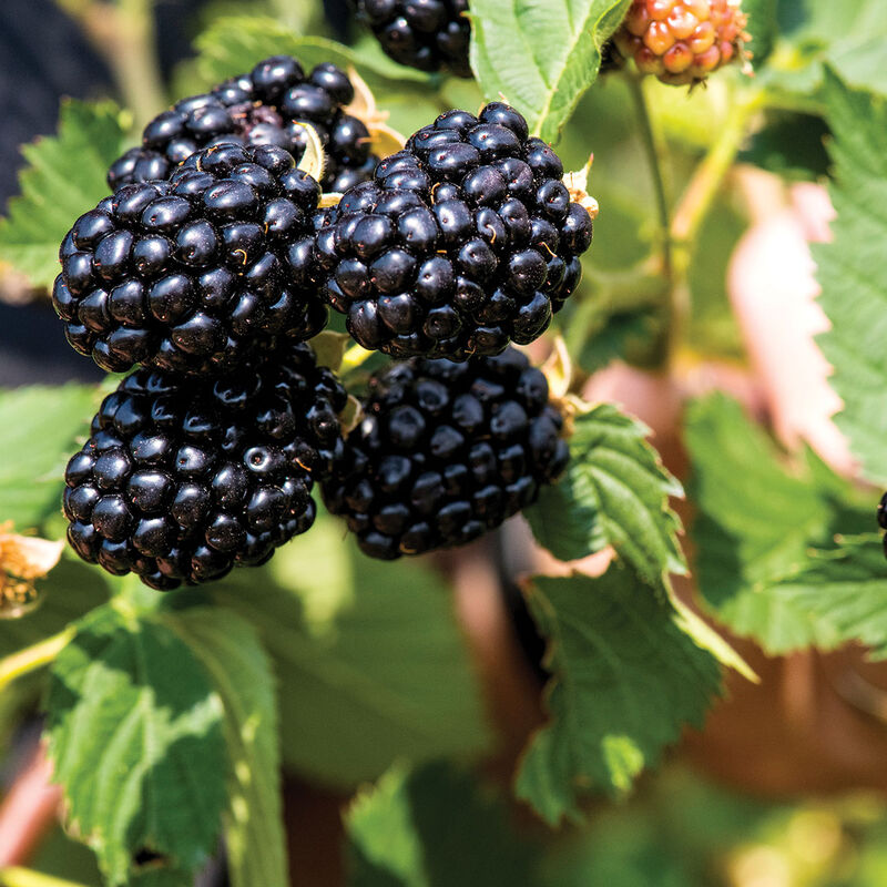 5239_01_ponca_vendor_blackberry