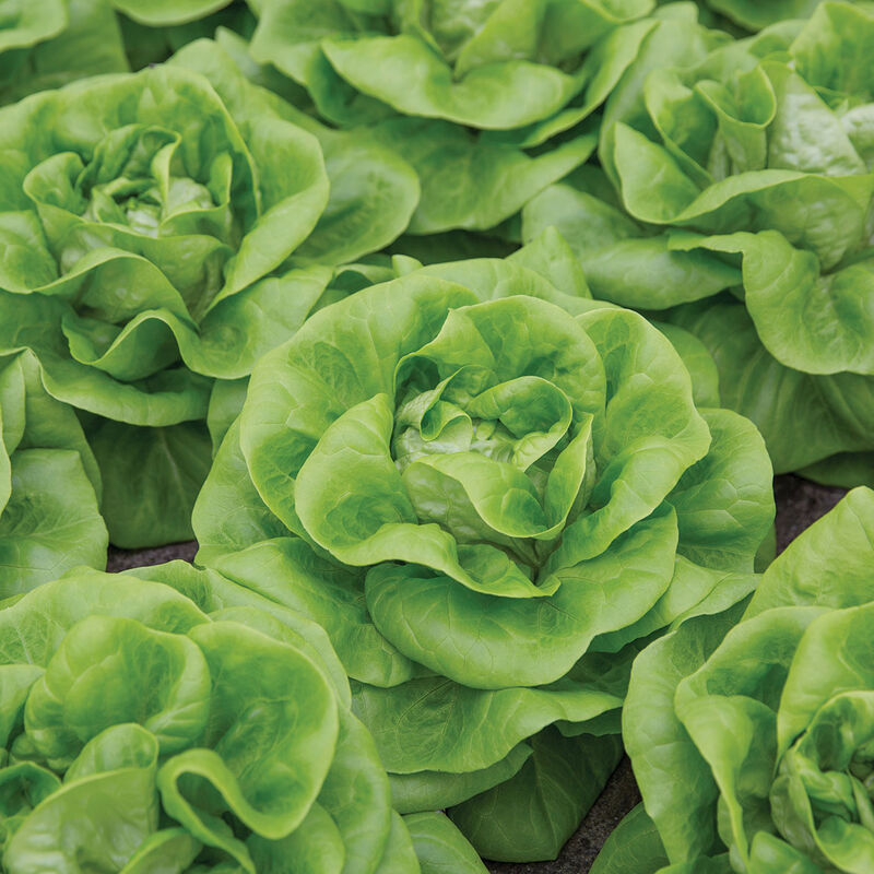 5242jp_01_cecelia_vendor_lettuce