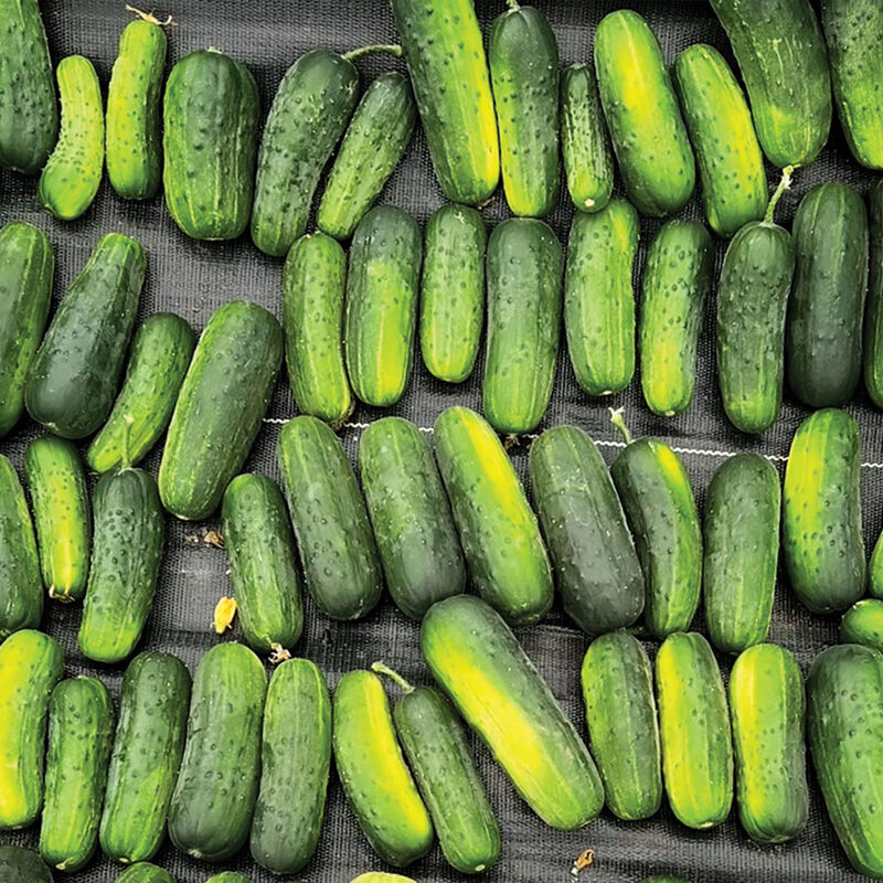 5247_01_supermax_cucumber