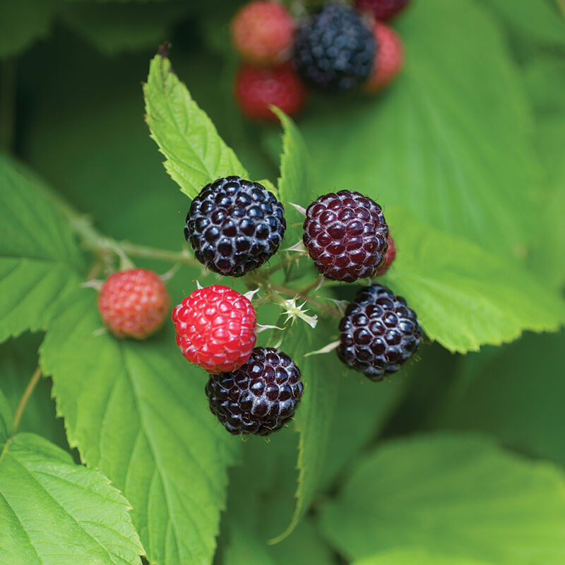 5264_01_bristol_vendor_raspberry