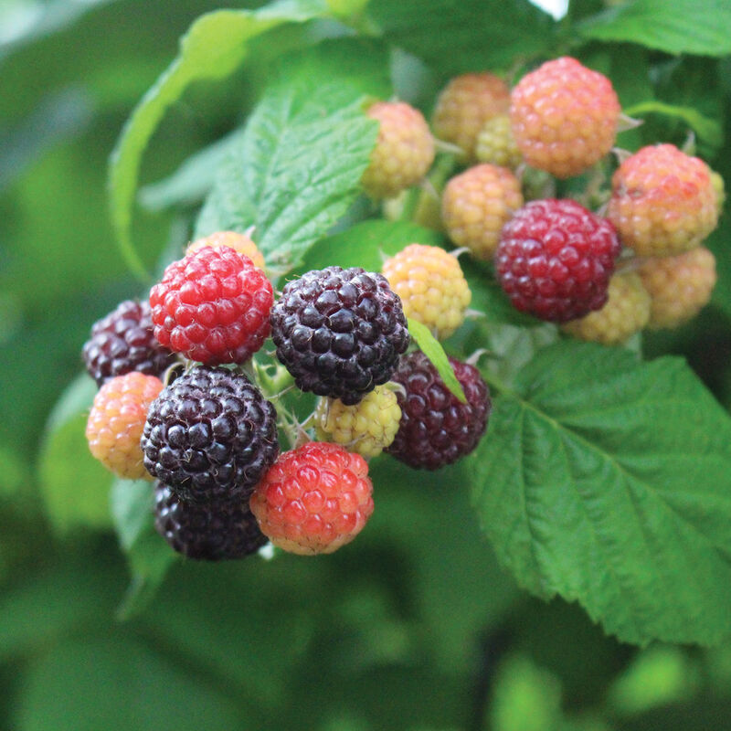 5265_01_macblack_vendor_raspberry