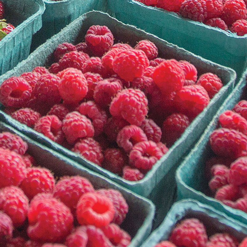 5266_01_boyne_raspberry