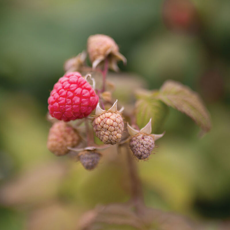 5267_01_killarny_vendor_raspberry