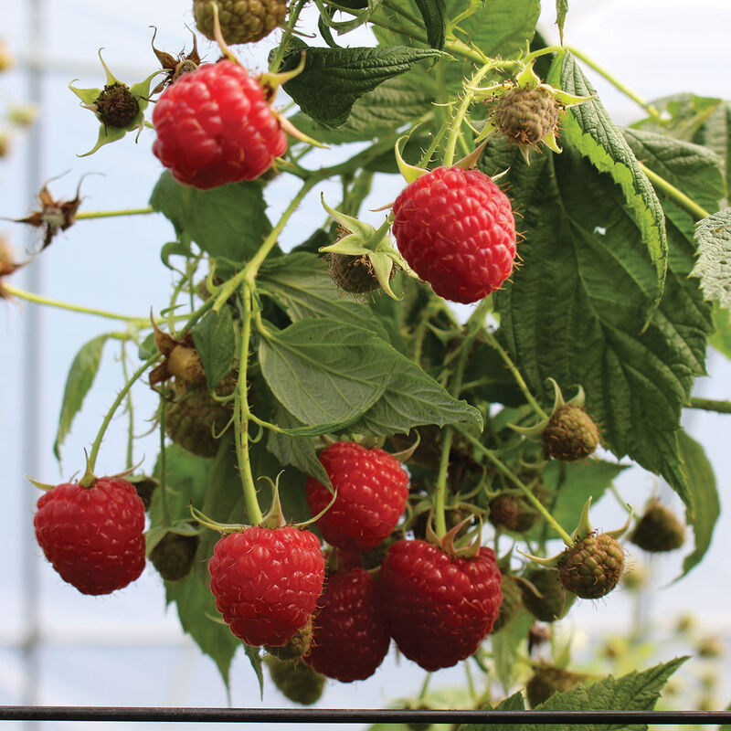 5271_01_imara_vendor_raspberry