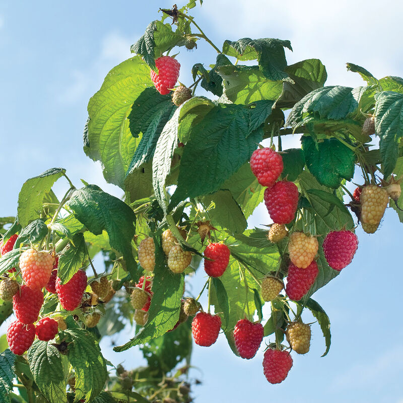 5272_01_polka_vendor_raspberry