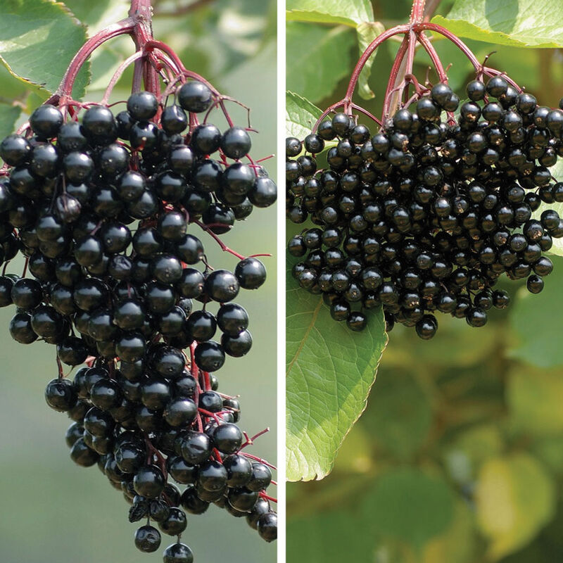 5273_01_elderberry_collection_vendor