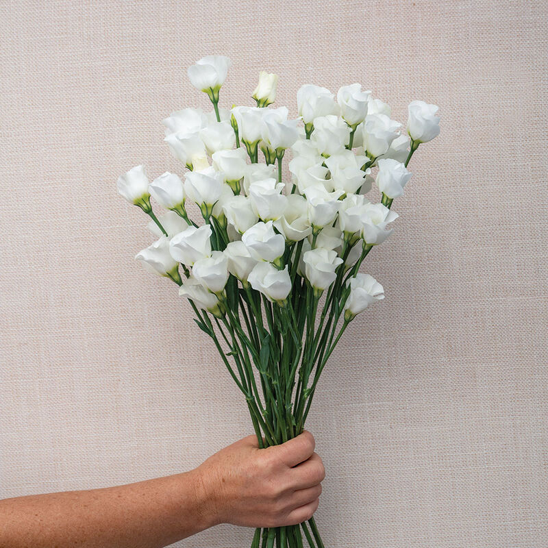 5337p_04_solo_white_lisianthus