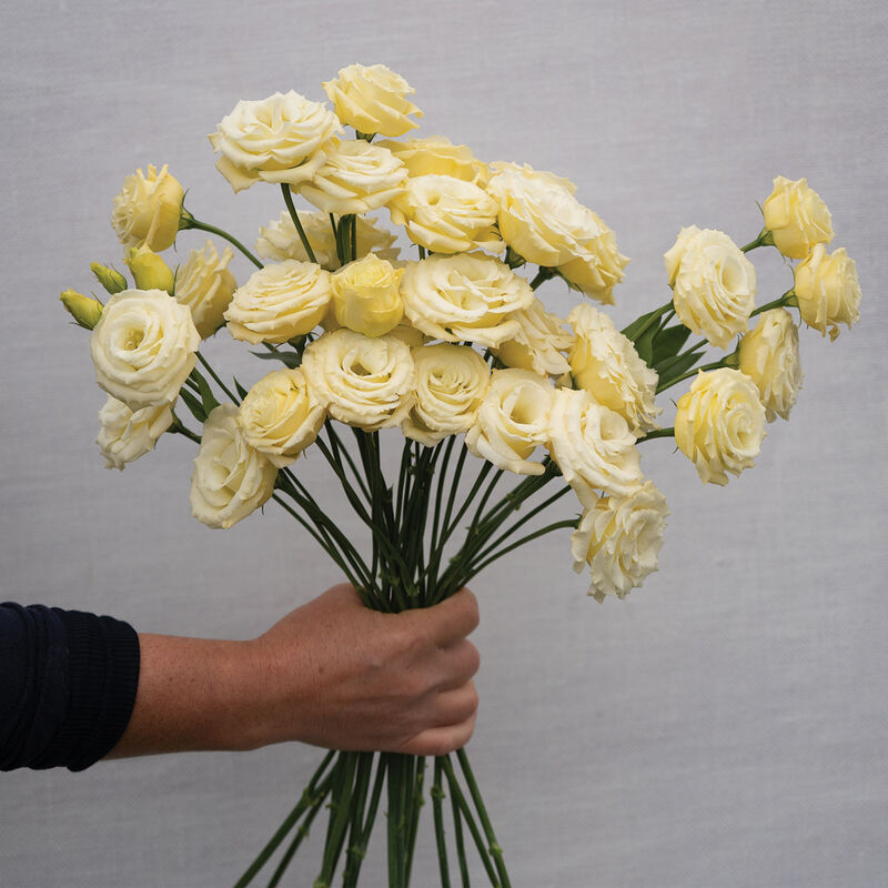 5338p_01_rosita_3_yellow_lisianthus