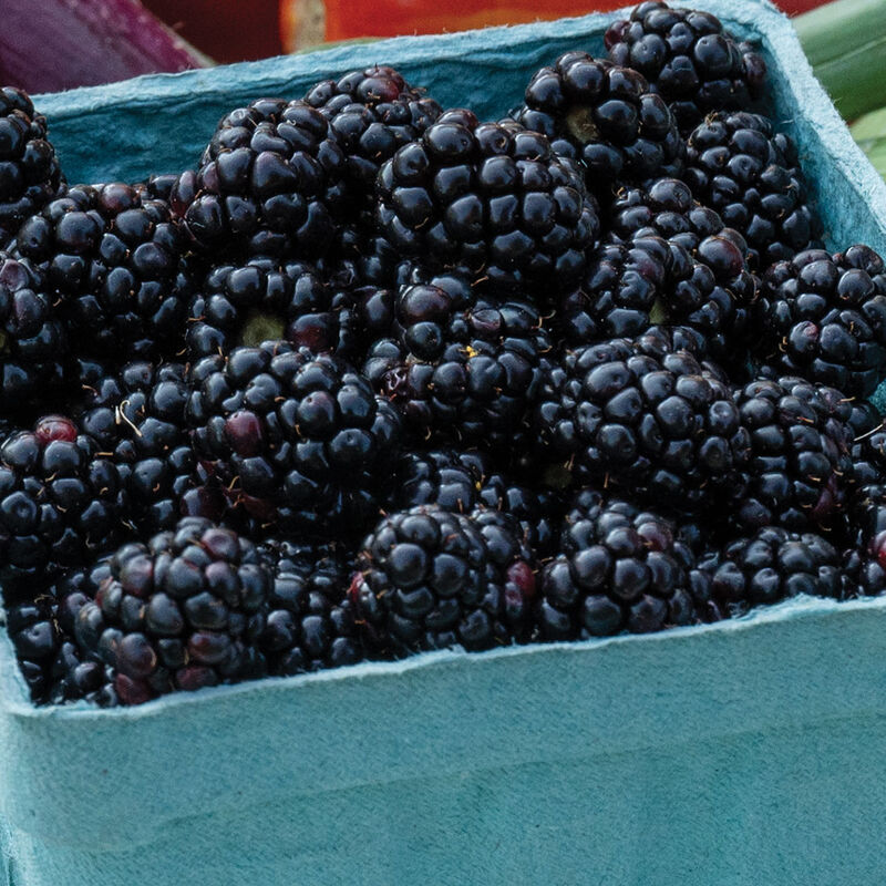5340_01_triplecrown_blackberry
