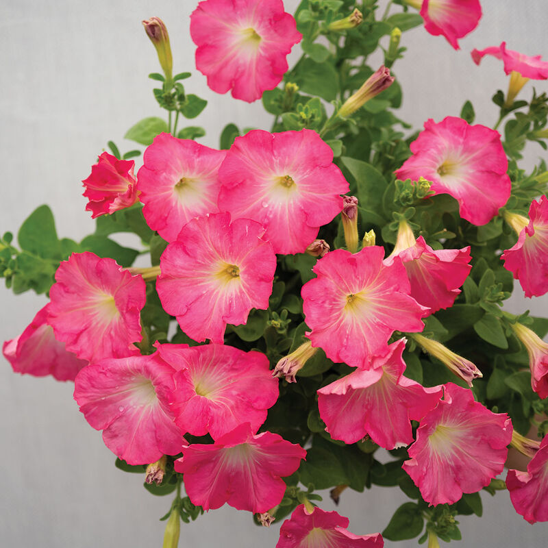 5342p_01_easy_wave_rosydawn_petunia