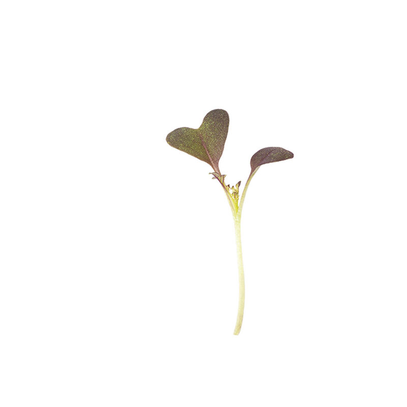 5343m_03_mizuna_red_microgreen