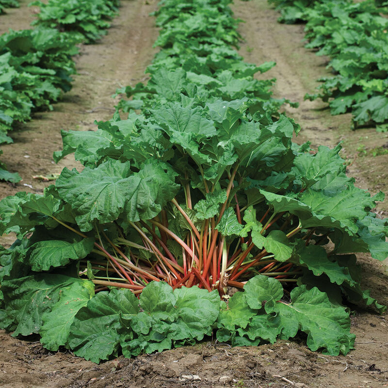 5388_01_macdonald_vendor_rhubarb