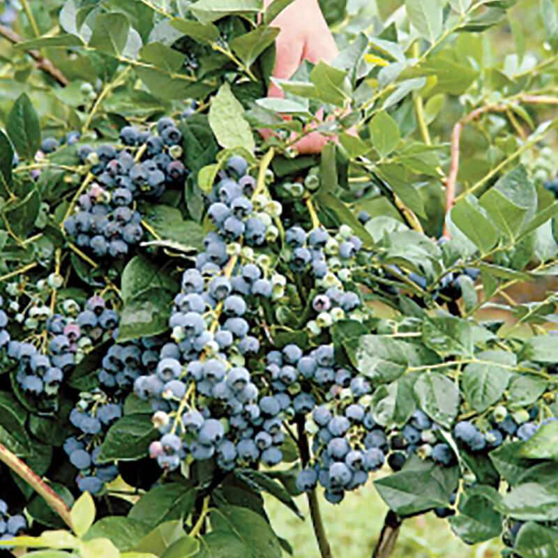 5401_01_jersey_vendor_blueberry