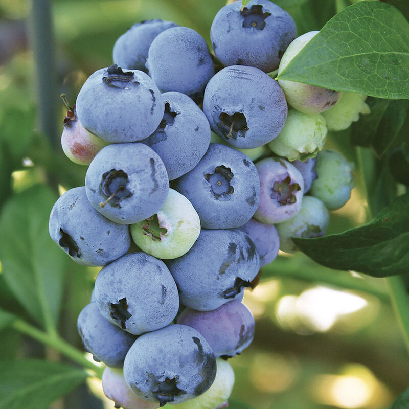 5403_01_blueray_vendor_blueberry