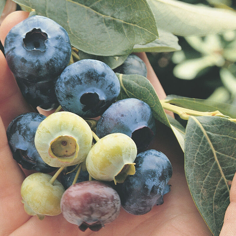 5407_01_chandler_vendor_blueberry