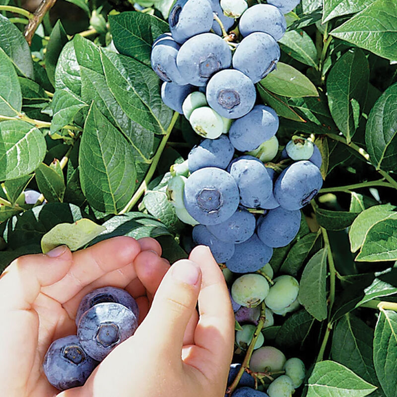 5409_01_darrow_vendor_blueberry