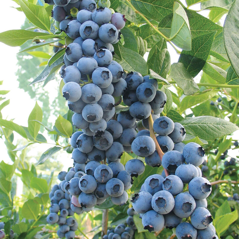 5410_01_duke_vendor_blueberry