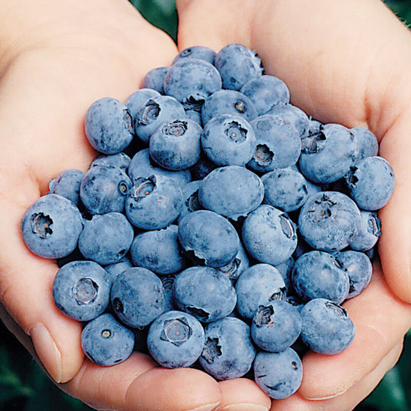 5411_01_elliott_vendor_blueberry