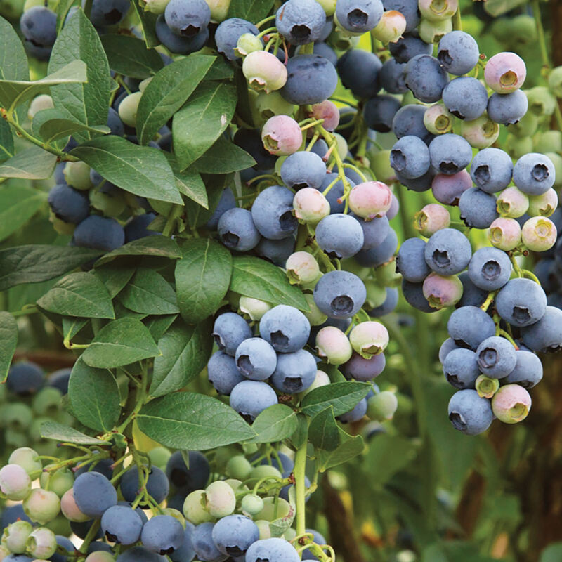 5412_01_lastcall_vendor_blueberry